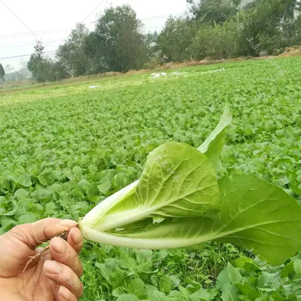 种植基地